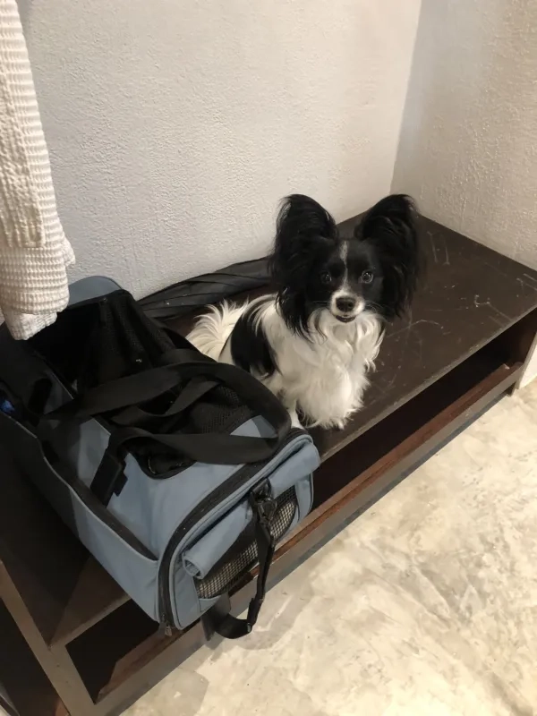 dog next to travel bag
