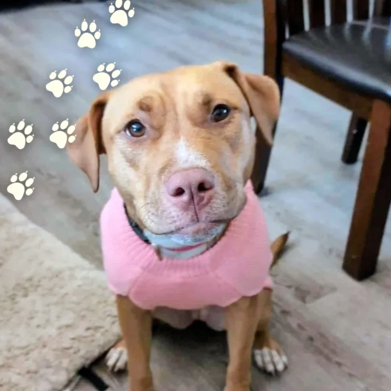 Cookie the Bully Husky Terrier Dog