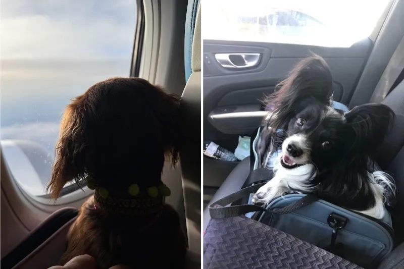 pet looking out plane window