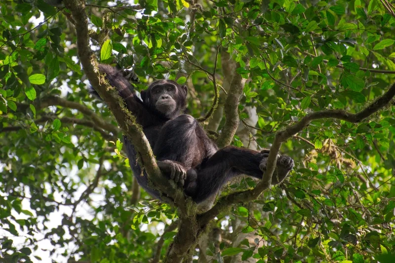 chimpanzee climbing up in the tree