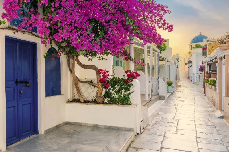 Flowers along the street in Santorini, Greece