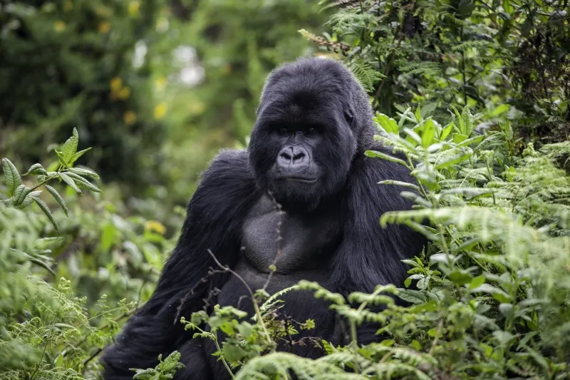 Gorilla in Rwanda