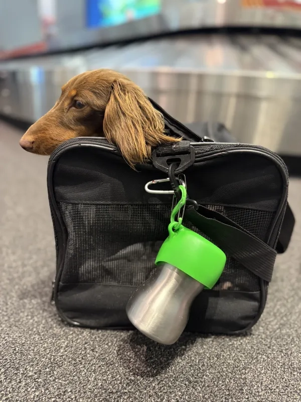 dog in bag at airport