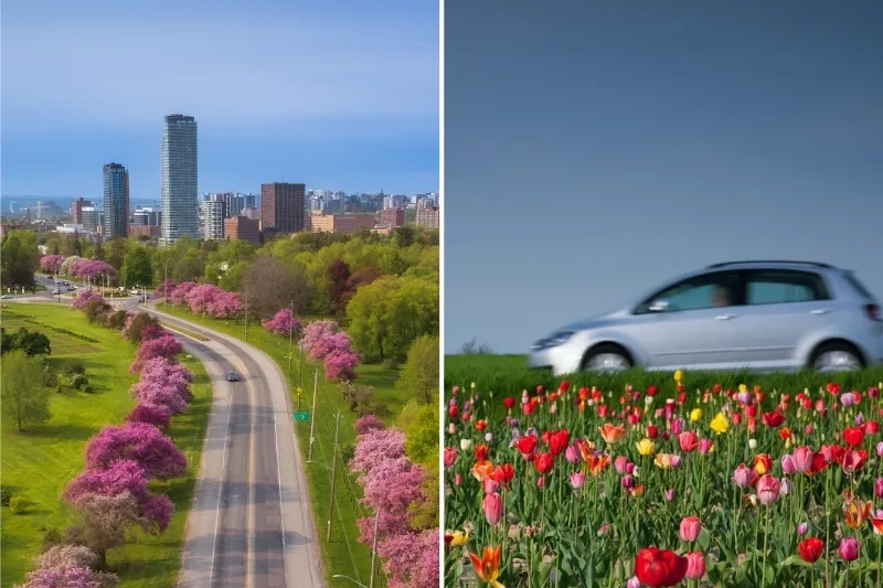 car driving next to spring flowers