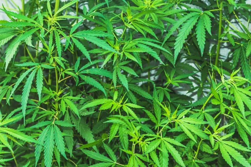 Cannabis plant