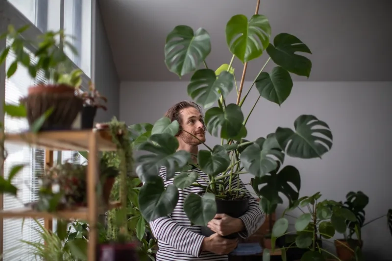 Man holding Monstera plant