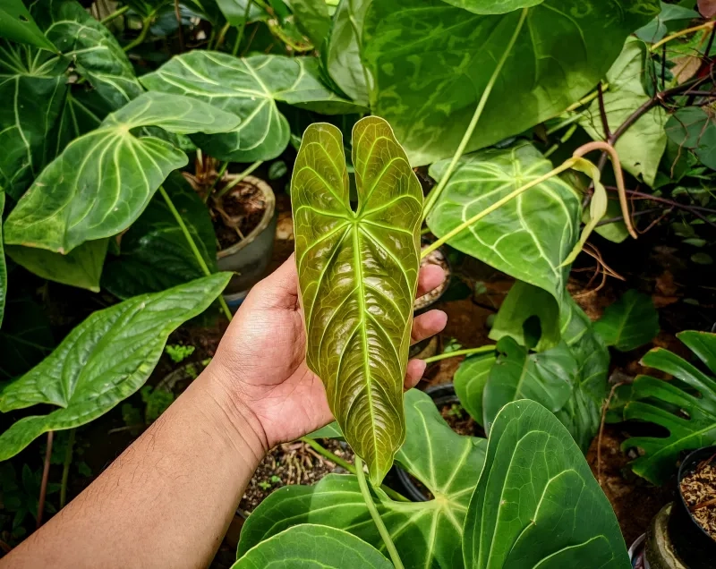 New leaves of the Anthurium plant
