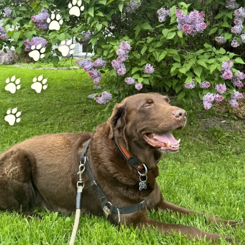 Echo the Labrador retriever dog