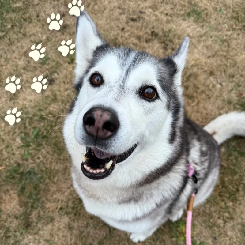 Mishka the Husky Malamute Dog sitting in a field