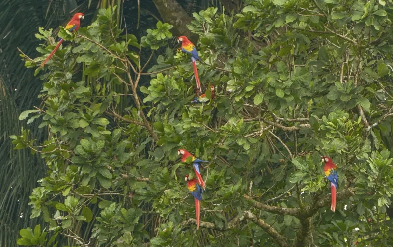 Wild Flock of Scarlet Macaws Tropical Bird in Corcovado National Park on the Osa Peninsula in Costa Rica 