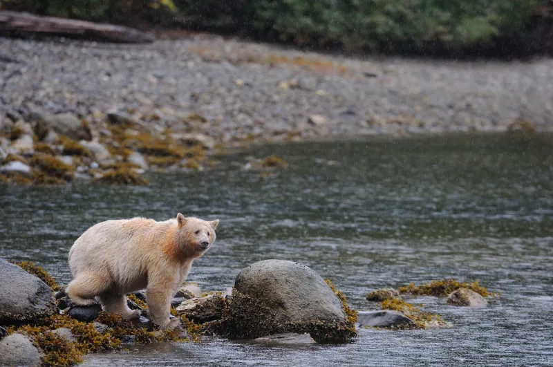 White Kermode bear
