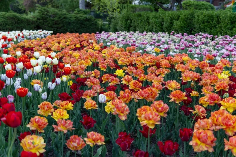 Canadian Tulip Festival in Commissioners Park in Ottawa