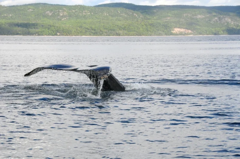 Humpback Whale, Tadoussac, Quebec, Canada