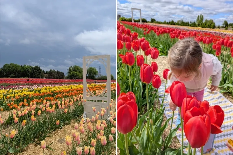 Pick your own tulips at Green Corners