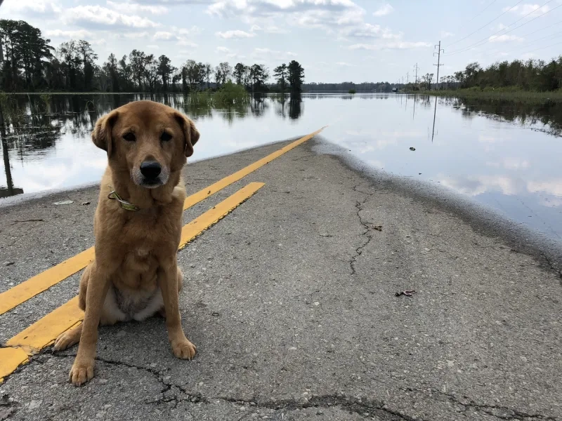 dog on flooded road