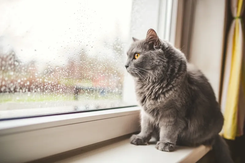 cat looking out a window on a rainy day