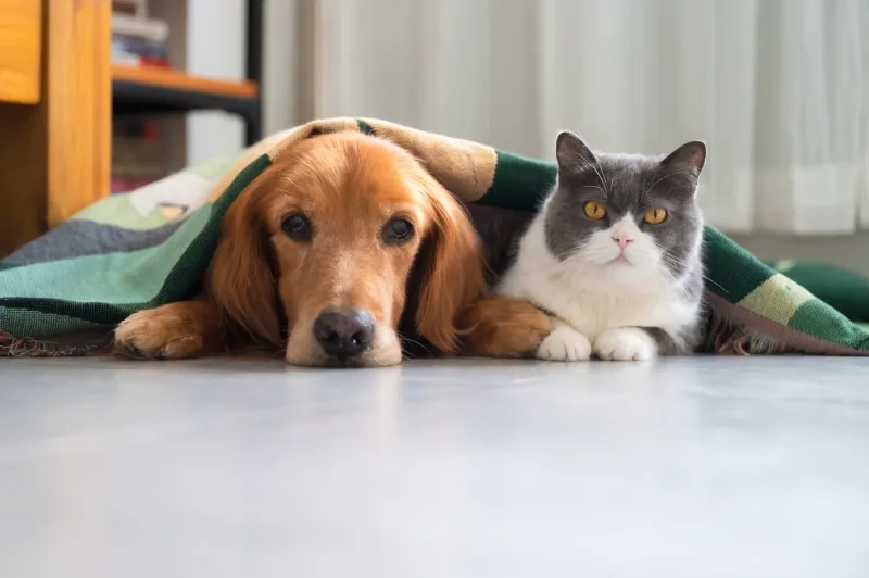 golden retriever and British shorthair cat laying under a blanket