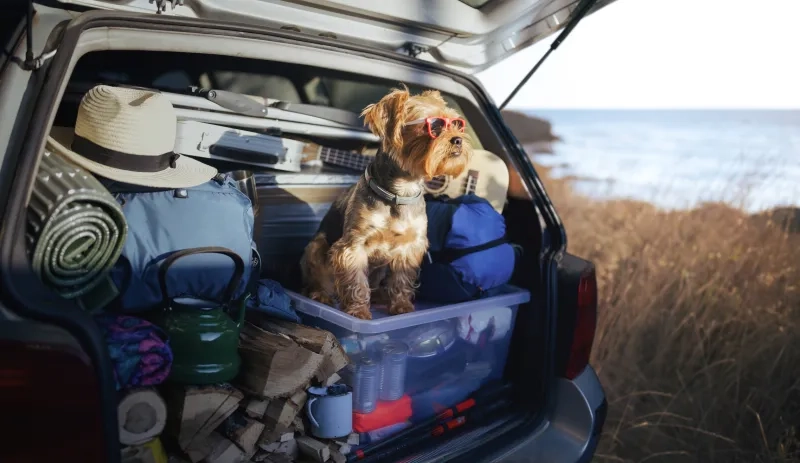Cute Yorkshire terrier with sunglasses standing in car and