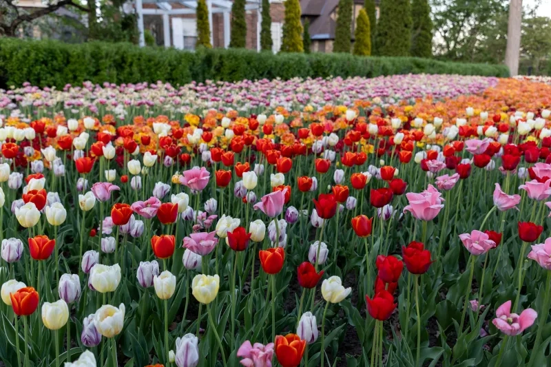tulips at the Canadian Tulip Festival in Ottawa