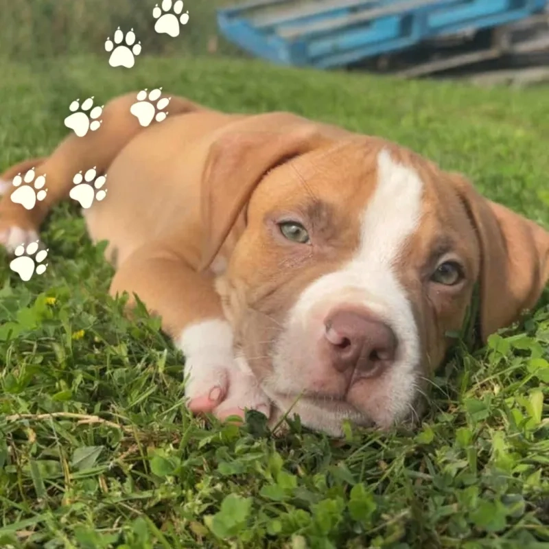Apollo the American Bully Dog