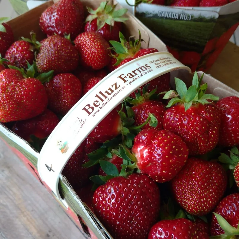 strawberries at Belluz Farms