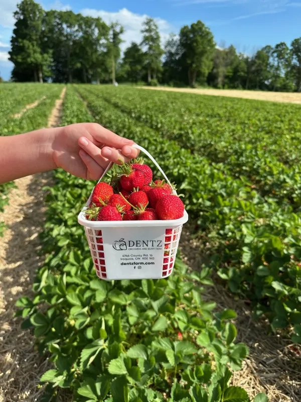 picking strawberries at Dentz Orchards and Berry Farm 