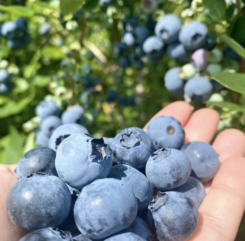 hand holding blueberries at Hugli’s Blueberry Ranch 