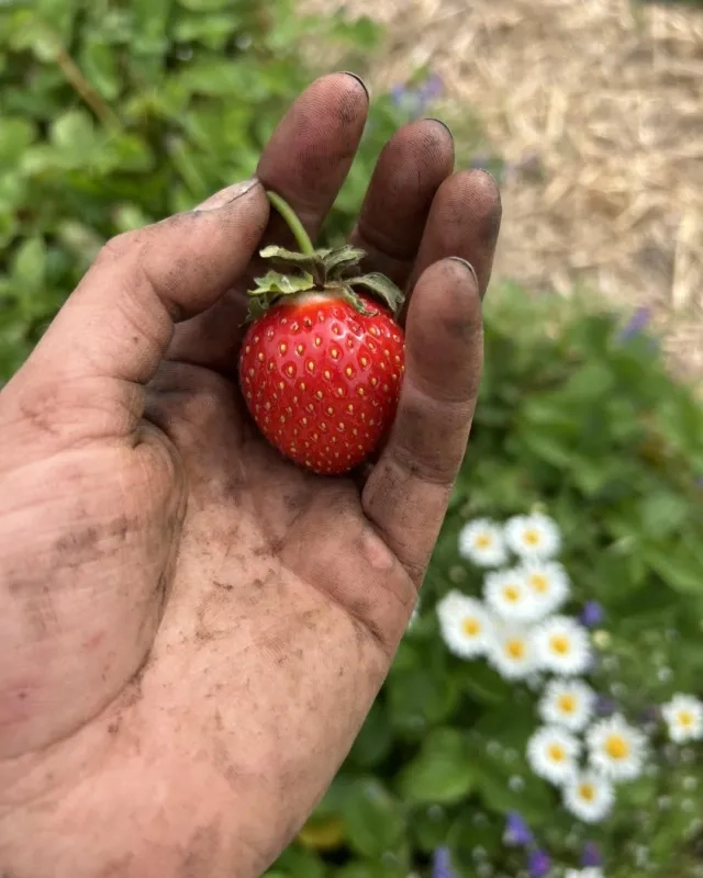 hand holding strawberry at Kap River Farms