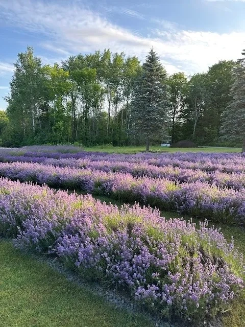 Lavender Queen Lavender Farm