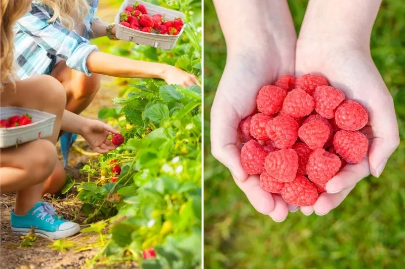family picking strawberries and raspberries