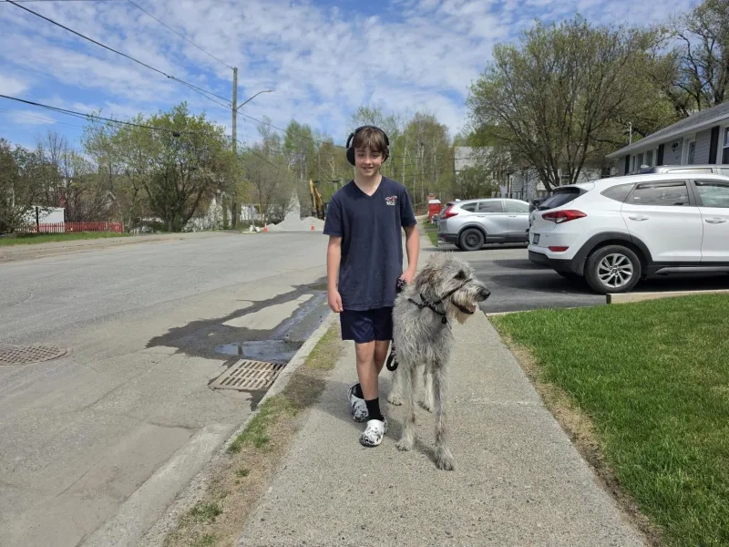 giant breed dog going for a walk