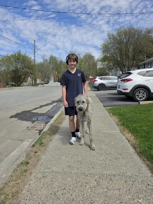 Large breed dog walking on sidewalk on a leash