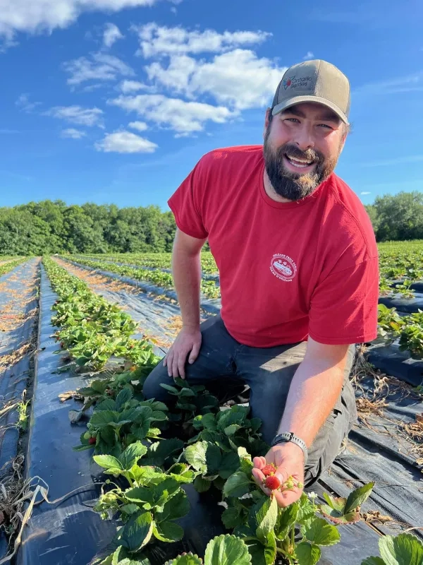 picking strawberries at Orléans Fruit Farm 
