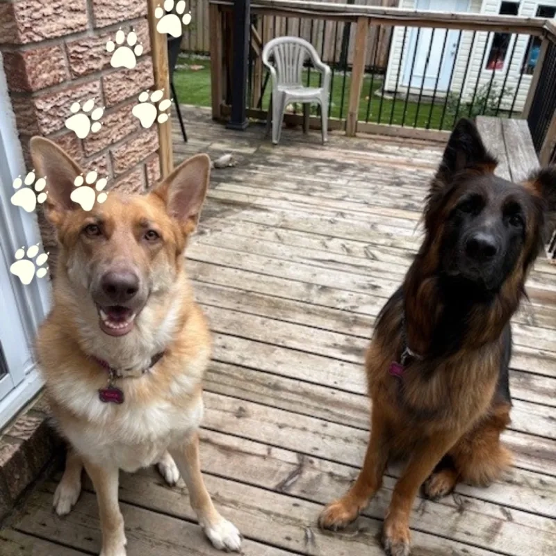 Pepper and Rogue the German Shepard Dogs