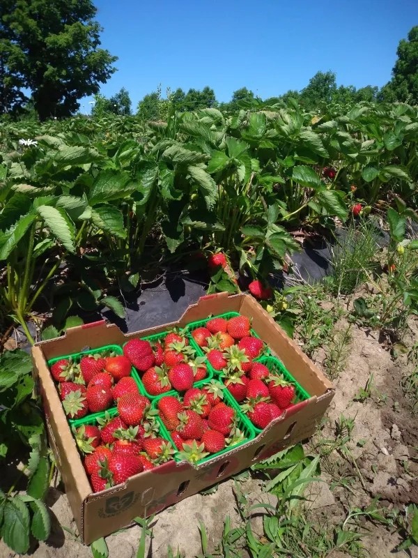 Box filled with strawberries at Pike Lake Farms