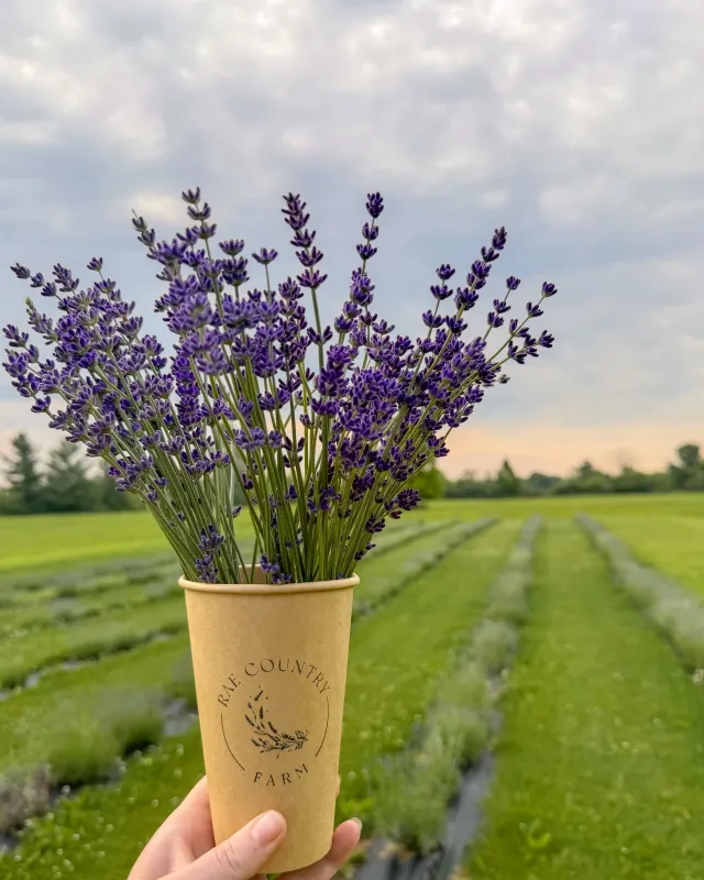 holding lavender from Rae Country Farm  