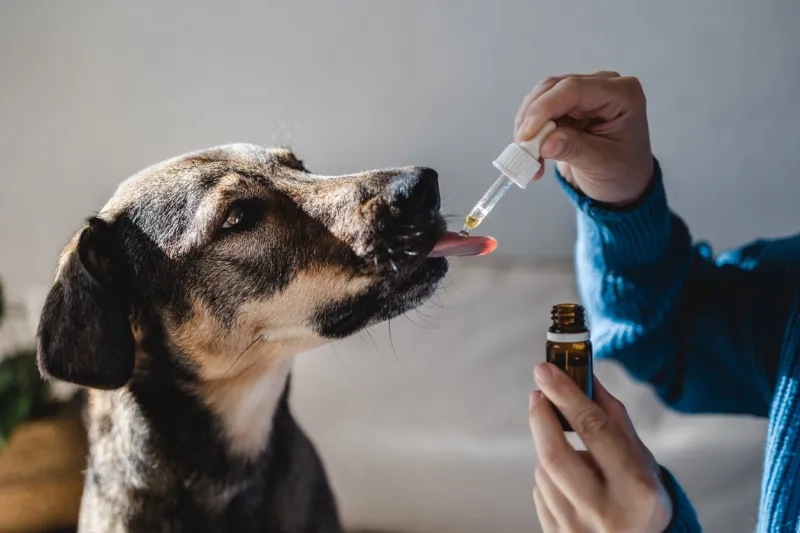 Canine licking dropper for treatment