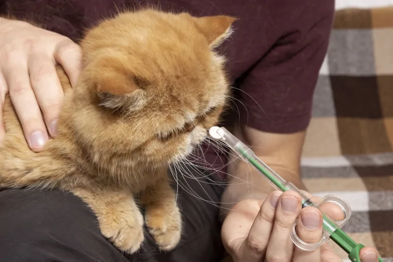 A man at home gives a pill to a sick cat