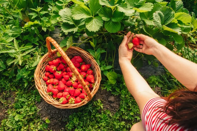 picking strawberries and placing fresh fruit in a basket