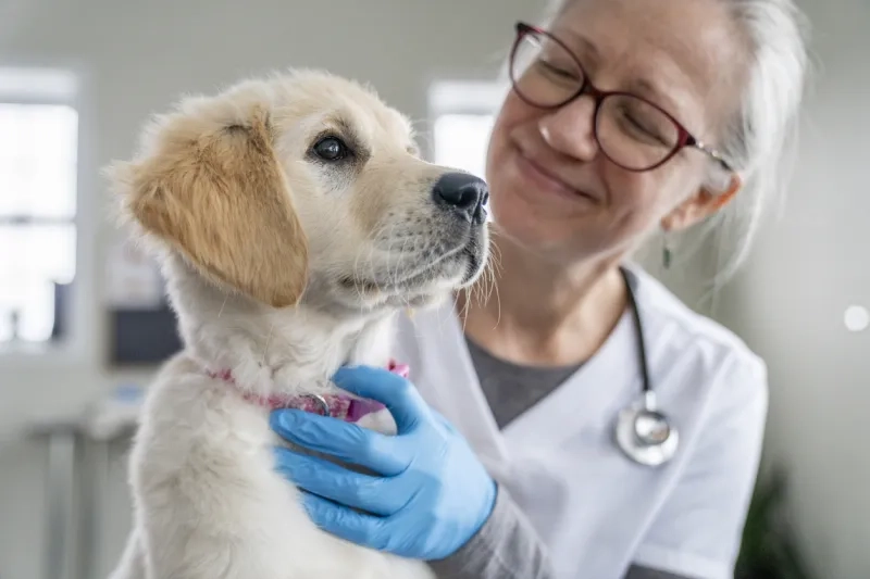 young Golden Retriever puppy sits on a female Veterinarian's lap