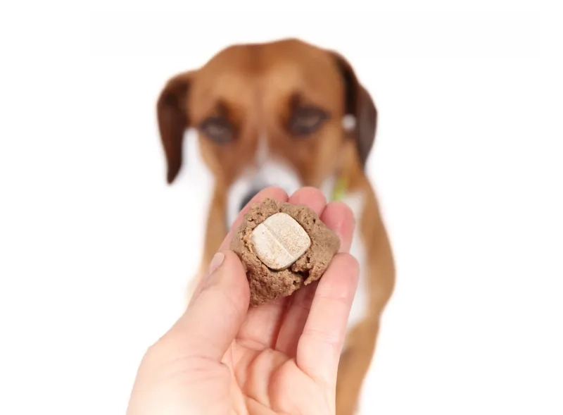 Hand with large tablet hidden in wet pet food.