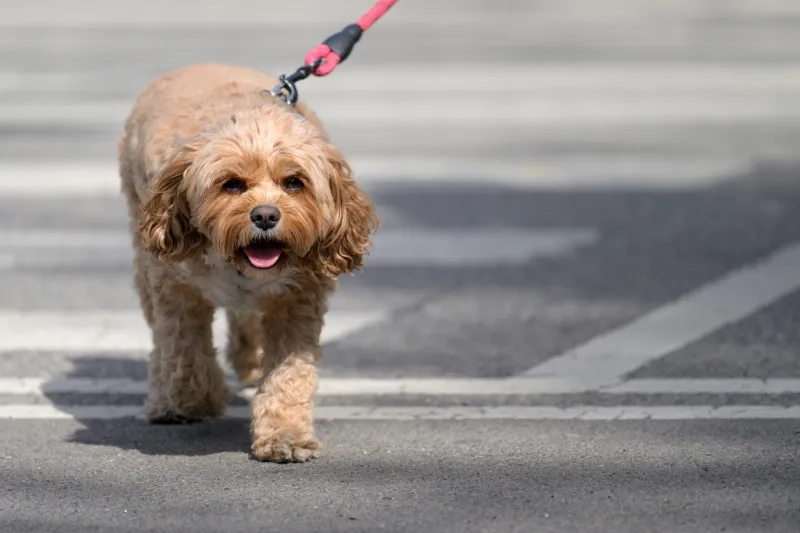dog on leash at crosswalk