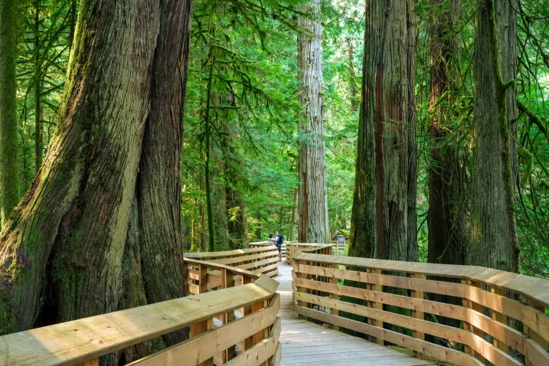 Cathedral Grove with boardwalk near Port Alberni, BC