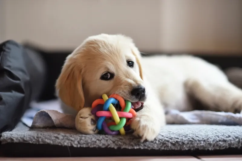 golden retriever puppy