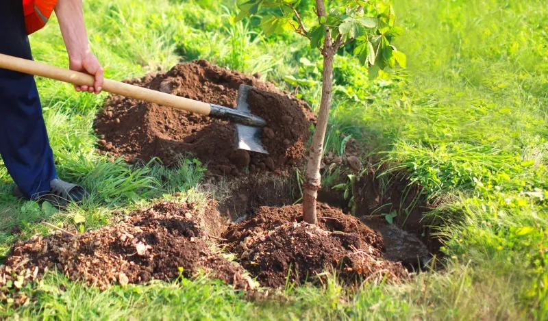 person holding a shovel, planting a tree