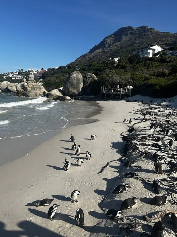 Penguins on Boulder Beach