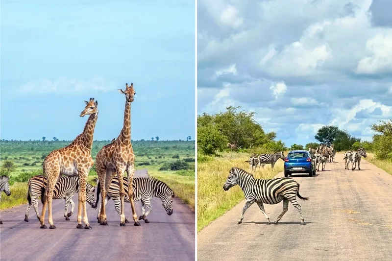 Safari, animals on the road