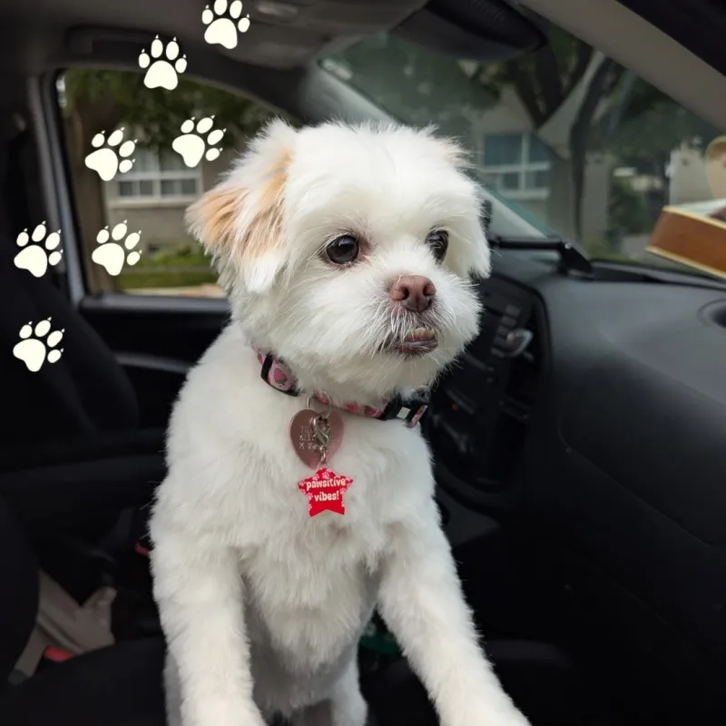 Tilly the Maltese Dog