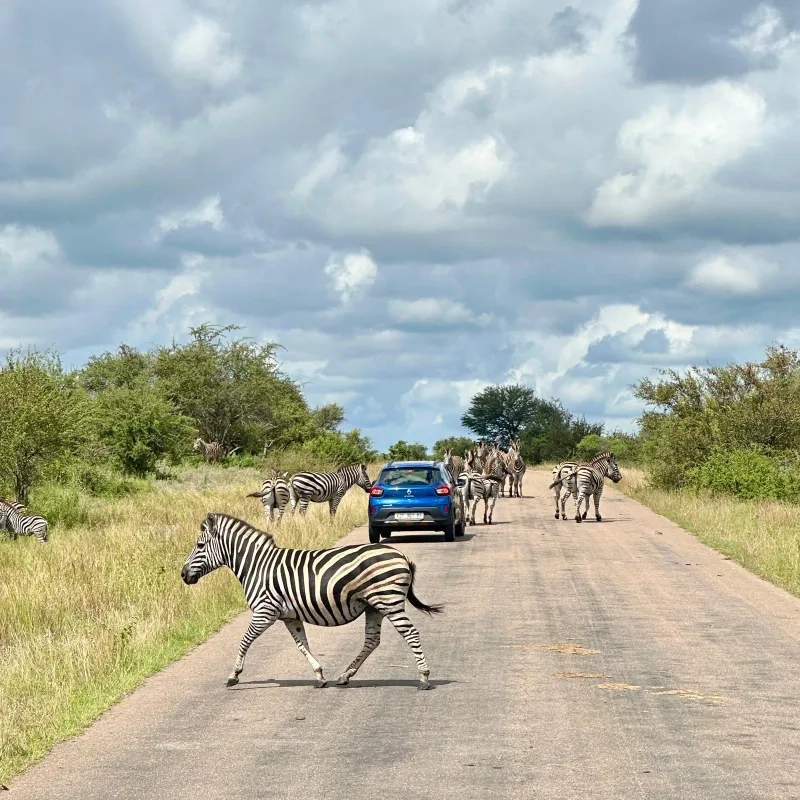 Zebra on road