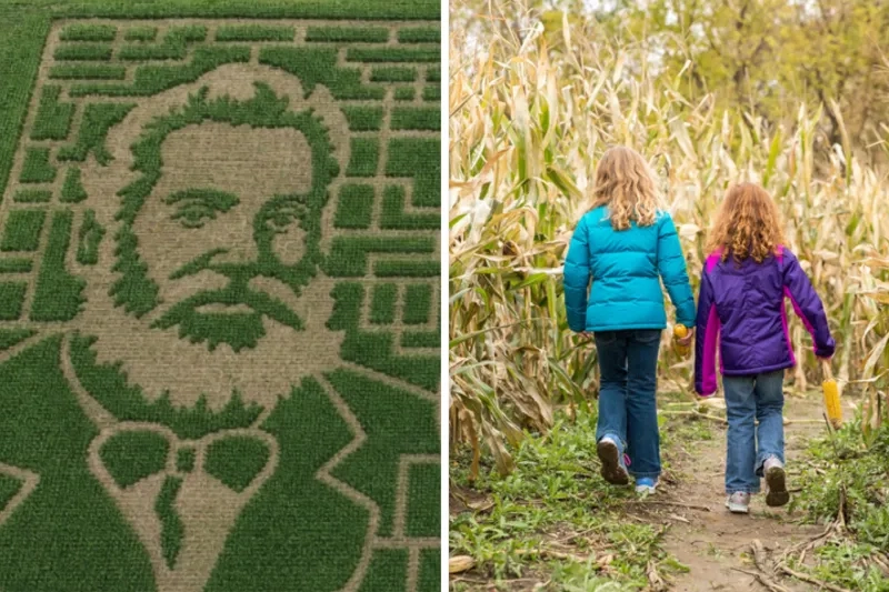 Corn maze aerial view and kids going through a corn maze